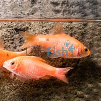 Male Chili Red Rosy Barb 4cm