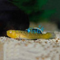 Desert Goby 8cm