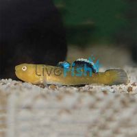 Desert Goby 5cm