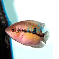 Chocolate Cichlid 4cm