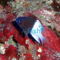 Chocolate Dip Chromis - Large
