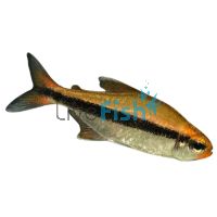 Chocolate Neon Tetra 2.5cm