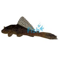 Chocolate Plecostomus Catfish 4cm 