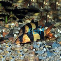 Clown Loach 3.5cm