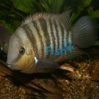 Cichlasoma Blue-Eye 7cm