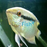 Festivum Cichlid 12cm Brazil Wild