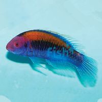Ruby Head Fairy Wrasse - Large