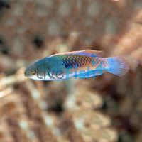 Blueside Fairy Wrasse - Large