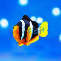 Clownfish Clarks Indo PAC - Small