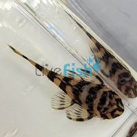 Clown Pleco 8cm