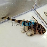 Clown Pleco 6cm