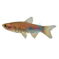 Clown Rasbora 3cm