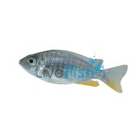 Red Fin Kadango 5cm