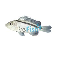 Mylochromis Melanotaenia 7cm