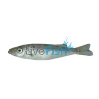 Malawi Barracuda 5cm