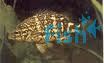 Coal Grunter 8cm
