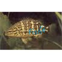 Coal Grunter 5cm