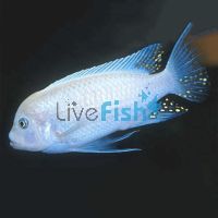 Cobalt Blue Zebra 7cm 