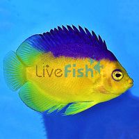 Colini Angelfish - Medium