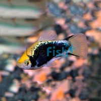 Yellow Comet Tuxedo Platy 4cm
