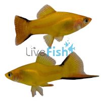 Comet Gold Swordtail 5cm