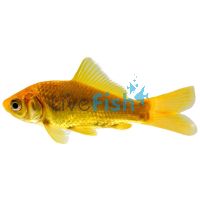 Comet Golden 7cm