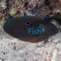 Comet Marine Betta - Medium