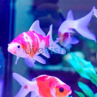 Comet Red and White - Matt 5cm