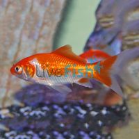 Comet Red & White 9cm