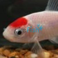 Red Cap Comet - Tancho 5cm