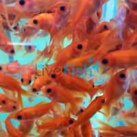 Red Crystal Comet 7cm