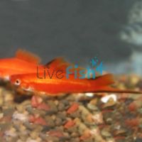 Red Comet Swordtail 5cm