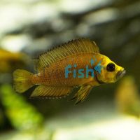 Compressiceps - Gold Form 6cm