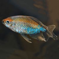 Congo Tetra 8cm