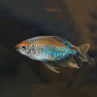 Congo Tetra 3cm