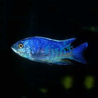 Copadichromis Azureus 3.5cm