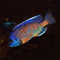 Copadichromis Borleyi - Nkanda 5cm