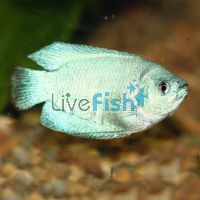Male Coral Blue Dwarf Gourami 4cm