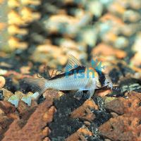 Adolfoi Corydoras 2cm