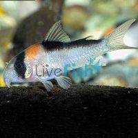 Adolfoi Corydoras 3.5cm