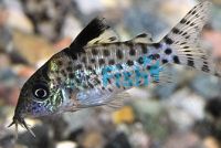 Agassizi Nanay Corydoras 3.5cm