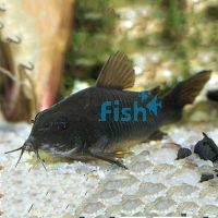 Black Corydoras 3.5cm