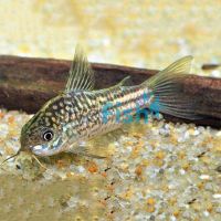 Elegans Corydoras - Wild Caught 3.5cm