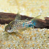 Elegans Corydoras - Wild Caught 4cm