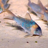 Eques Corydoras 4cm - Wild 