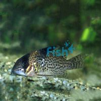 Leucomelas Corydoras - Wild Caught 3.5cm