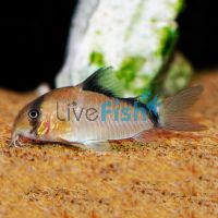 XL Metae Corydoras 4.5cm
