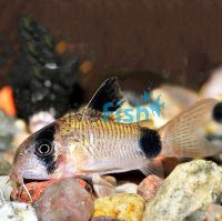 Corydoras Panda 2cm