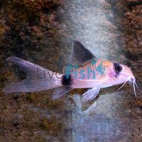 Longfin Panda Corydoras 3.5cm