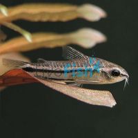Corydoras Pygmaeus 2cm